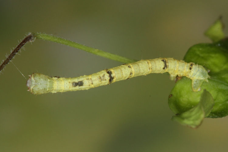 Ennomos quercinaria: Bild 9