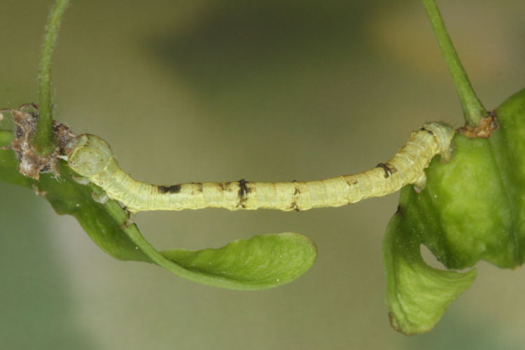 Ennomos quercinaria: Bild 10