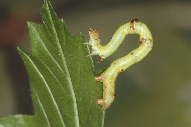 Ennomos quercinaria: Bild 13