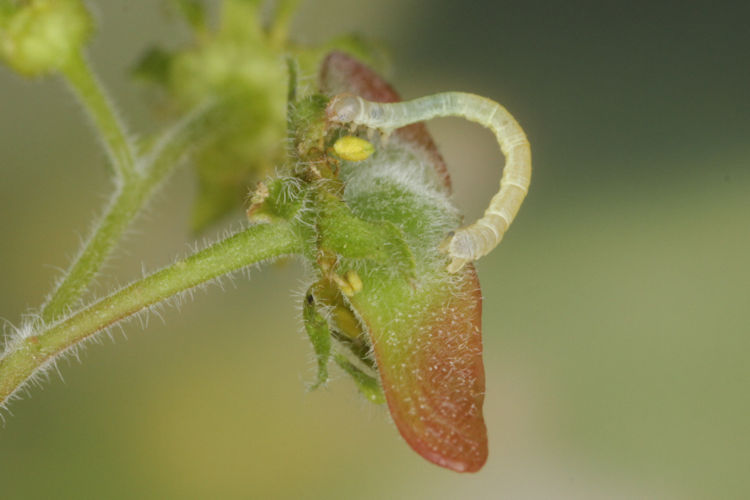Ennomos quercinaria: Bild 3