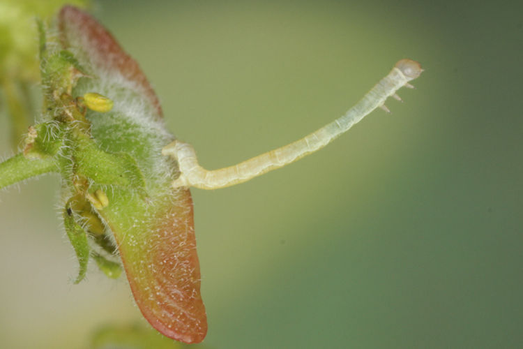 Ennomos quercinaria: Bild 4