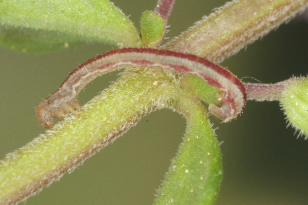 Eupithecia distinctaria: Bild 28