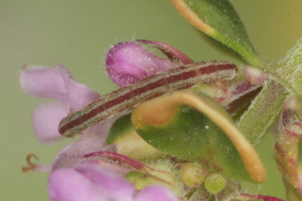 Eupithecia distinctaria: Bild 30