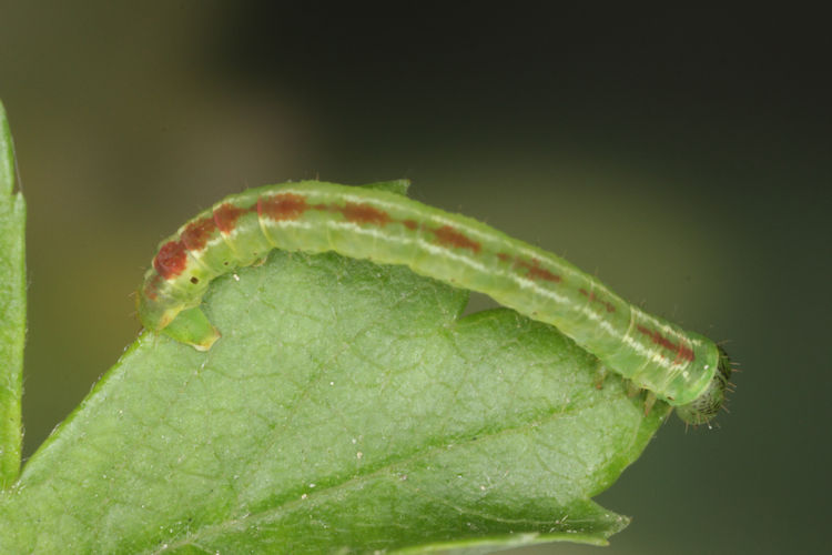 Lomographa bimaculata: Bild 20