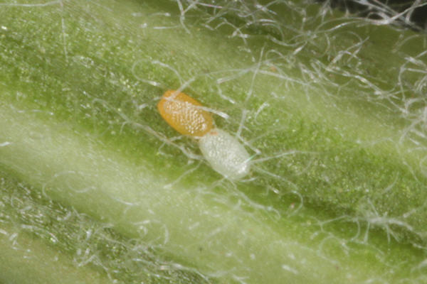 Eupithecia haworthiata: Bild 12