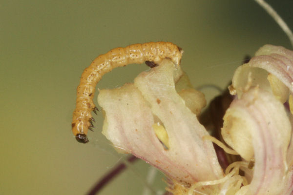 Eupithecia schiefereri: Bild 22