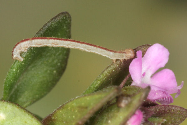 Eupithecia distinctaria: Bild 38