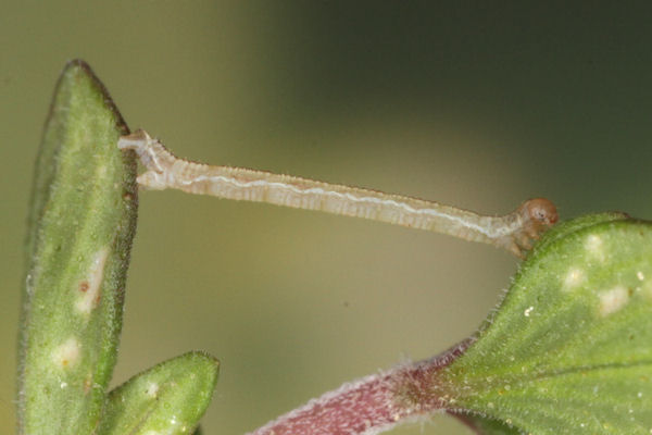 Eupithecia distinctaria: Bild 32