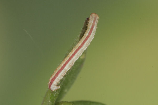 Eupithecia distinctaria: Bild 33