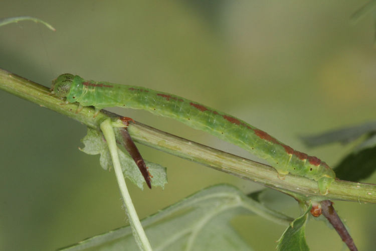 Lomographa bimaculata: Bild 18