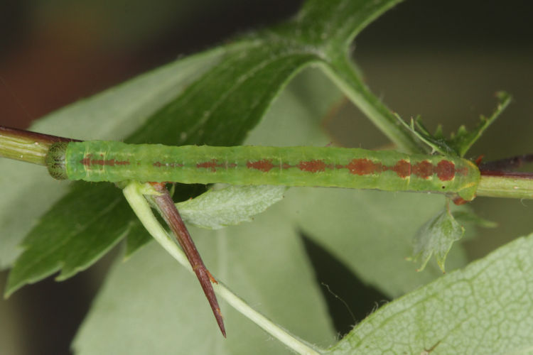 Lomographa bimaculata: Bild 19