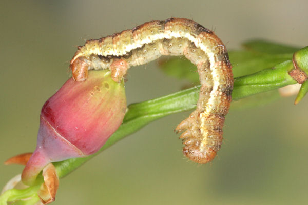 Entephria caesiata: Bild 17