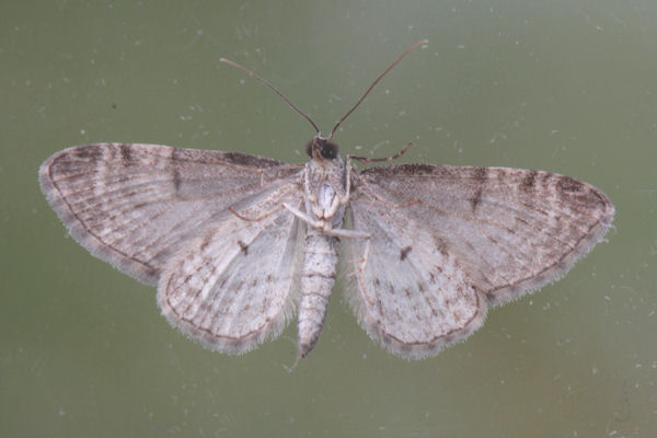 Eupithecia subfuscata: Bild 56