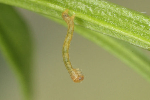 Coenotephria tophaceata: Bild 6