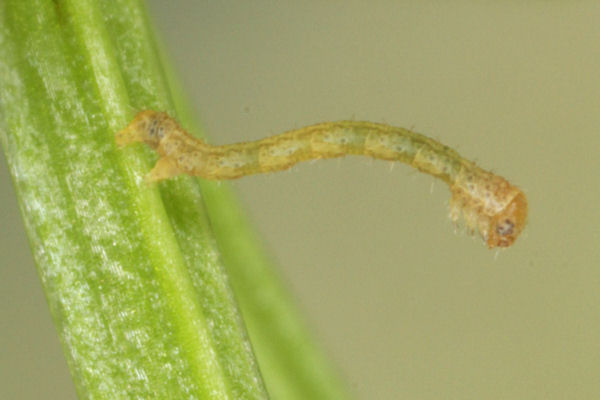 Coenotephria tophaceata: Bild 7