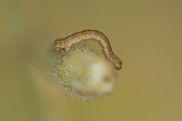 Eupithecia schiefereri: Bild 24