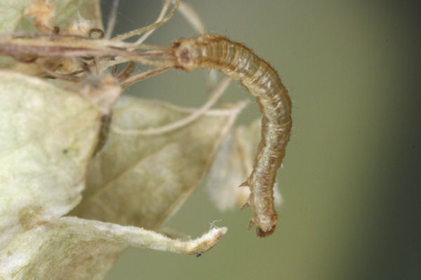 Eupithecia schiefereri: Bild 31