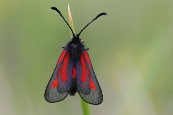 Zygaena nevadensis: Bild 2