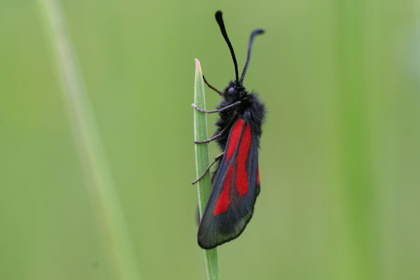 Zygaena nevadensis: Bild 3