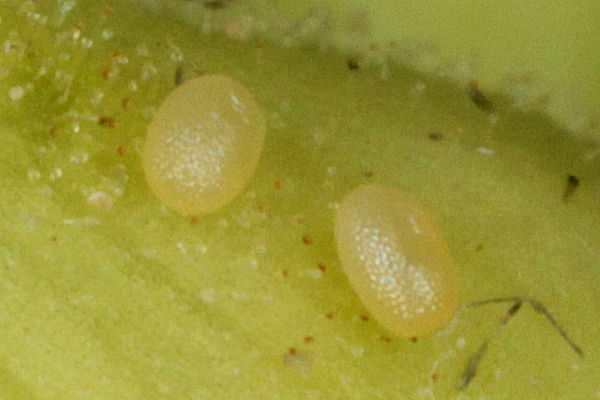 Eupithecia pyreneata: Bild 1
