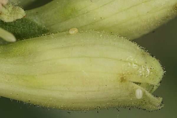 Eupithecia pyreneata: Bild 6