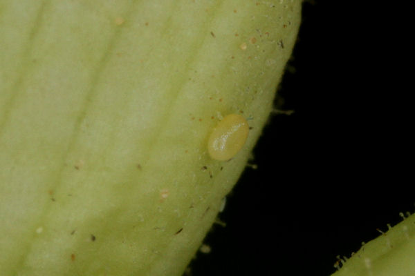 Eupithecia pyreneata: Bild 7