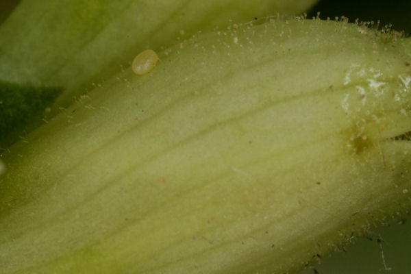 Eupithecia pyreneata: Bild 9