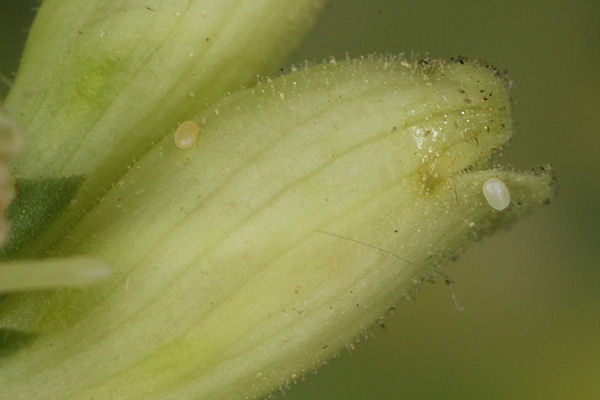 Eupithecia pyreneata: Bild 12
