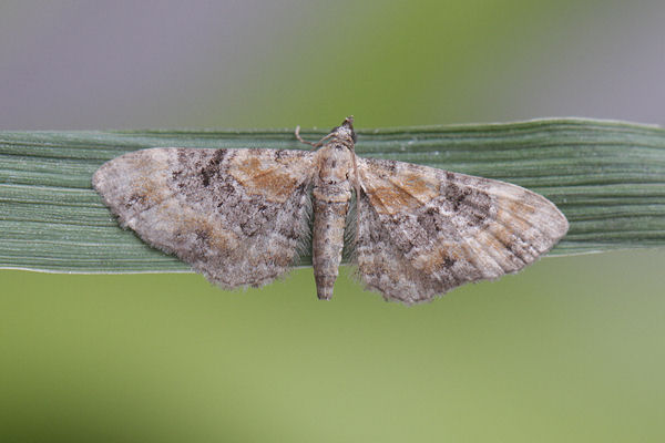 Eupithecia pulchellata: Bild 2