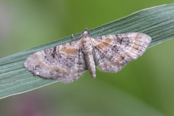 Eupithecia pulchellata: Bild 3