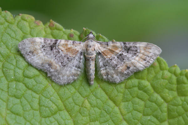 Eupithecia pulchellata: Bild 4