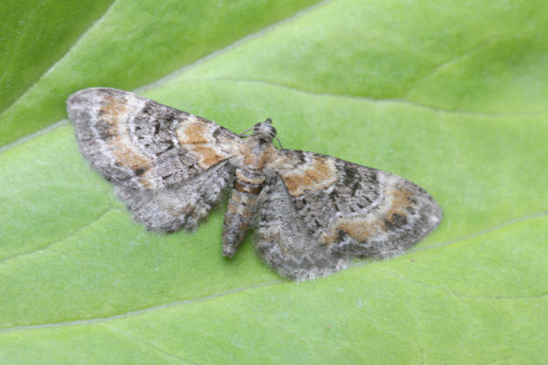 Eupithecia pulchellata: Bild 10