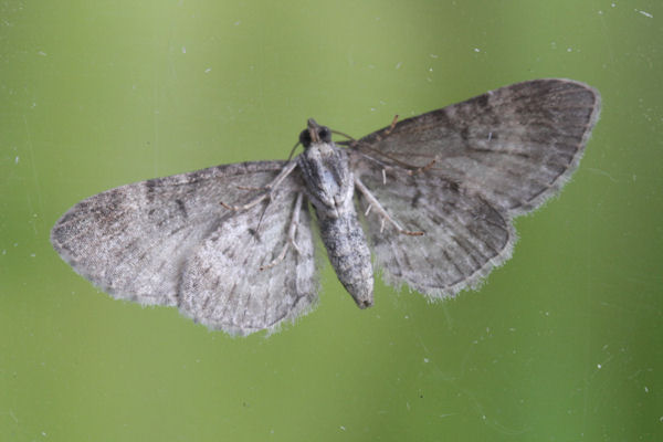 Eupithecia pulchellata: Bild 23