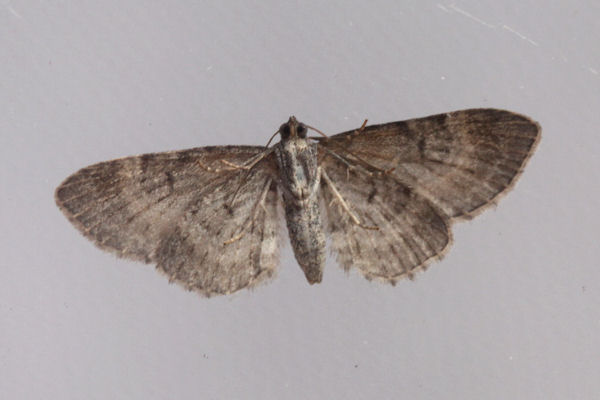 Eupithecia pulchellata: Bild 24