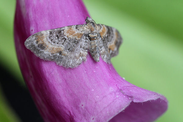 Eupithecia pulchellata: Bild 11