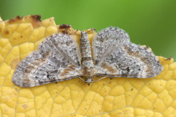 Eupithecia pulchellata: Bild 12