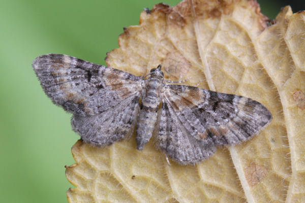 Eupithecia pulchellata: Bild 13