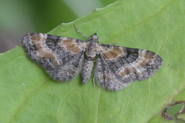 Eupithecia pulchellata: Bild 14