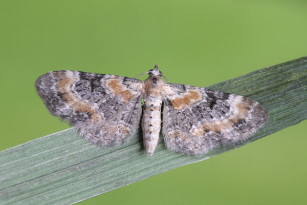 Eupithecia pulchellata: Bild 15