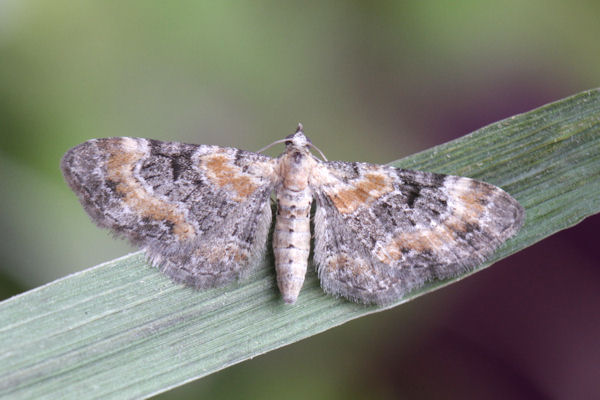 Eupithecia pulchellata: Bild 16