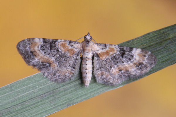 Eupithecia pulchellata: Bild 1