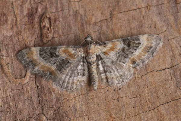 Eupithecia pulchellata: Bild 5