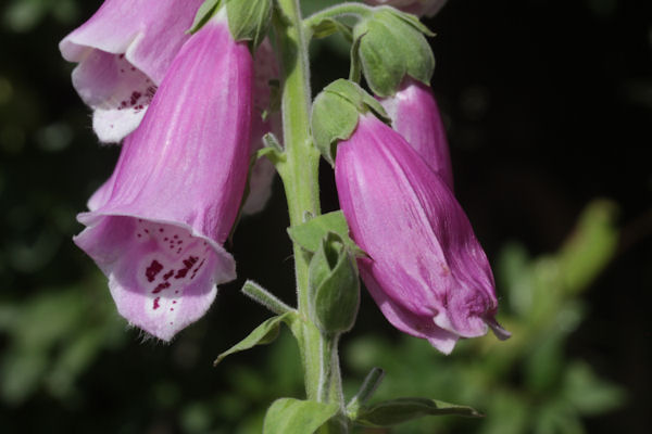 Eupithecia pulchellata: Bild 72