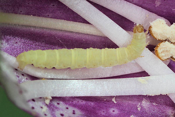 Eupithecia pulchellata: Bild 39