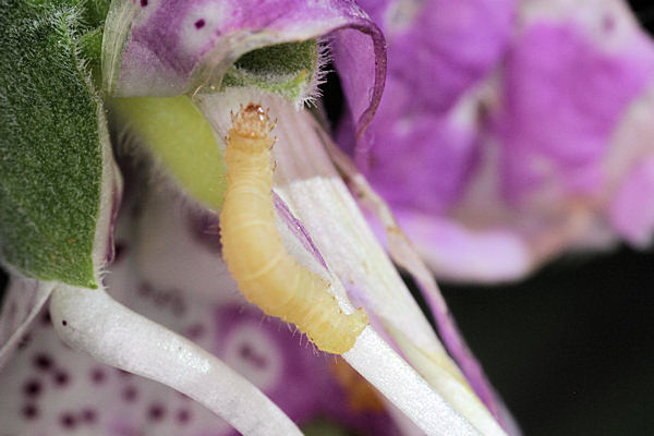 Eupithecia pulchellata: Bild 41