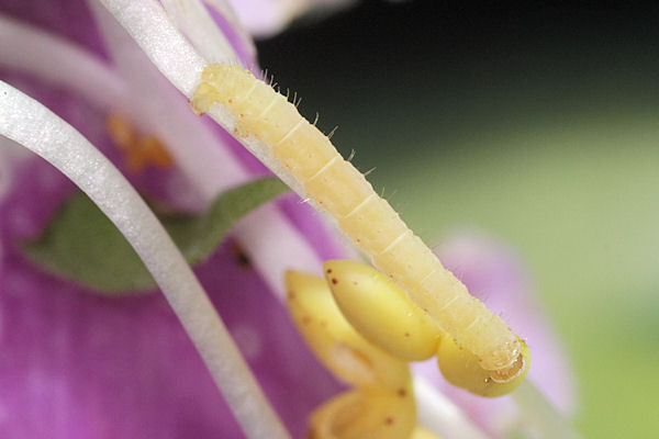 Eupithecia pulchellata: Bild 42