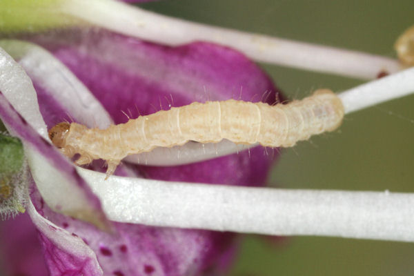 Eupithecia pulchellata: Bild 44