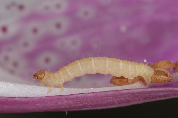 Eupithecia pulchellata: Bild 71