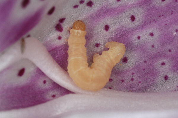 Eupithecia pulchellata: Bild 50