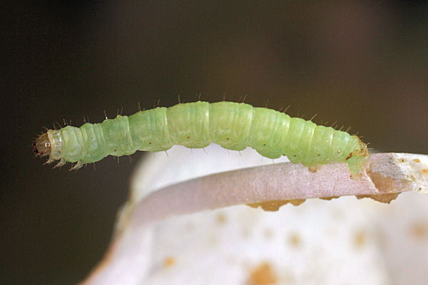 Eupithecia pulchellata: Bild 52